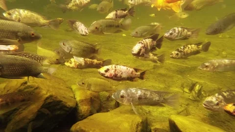Ornamental Fish in a pond Stock Footage 295025559
