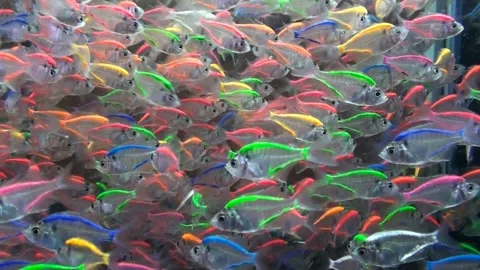 Ornamental fishes, transparent fishes in... | Stock Video | Pond5