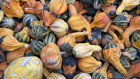 Ornamental Gourd at Pumpkin Patch of Fall Season in Dewey Arizona Video stock 254822412
