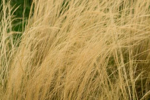 Ornamental grass background. Stock-Fotos