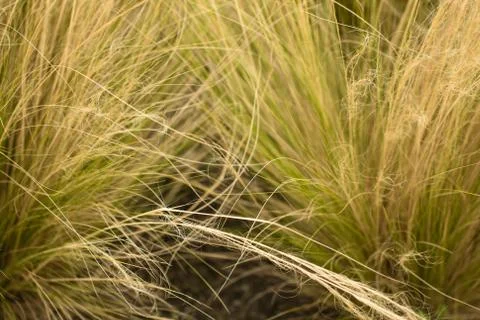 Ornamental grass background. Stock Photos