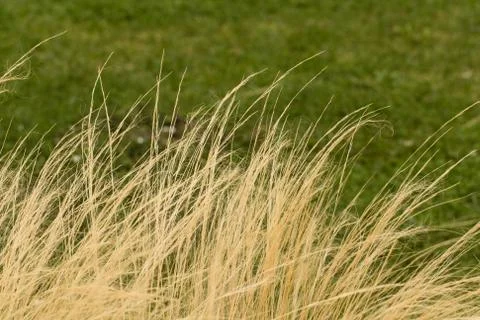 Ornamental grass background. Stock Photos