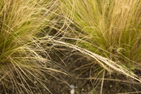 Ornamental grass background. Foto stock