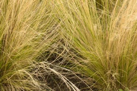 Ornamental grass background. Stock Photos