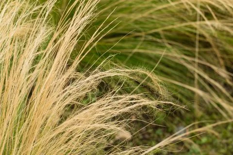Ornamental grass background. Foto stock