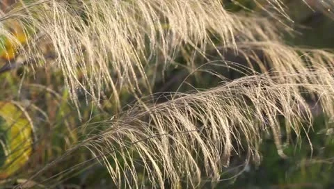 Ornamental Grass Stock Footage 10821075