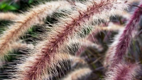 Ornamental grass Video stock 168656122