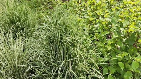 Ornamental grass Stock Footage 196595932