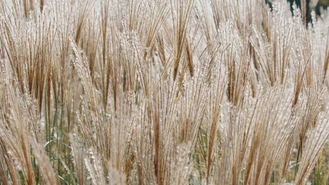 Ornamental grass miscanthus seed heads swaying gently - close up 2. 4K tripod Stock Footage 285547591