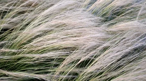 Ornamental grass moving in the wind at garden Stock Footage 41571741