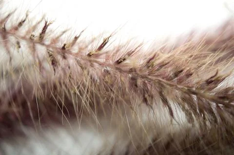 Ornamental Grass Stock Photos