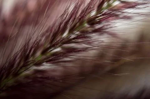 Ornamental Grass Stock Photos
