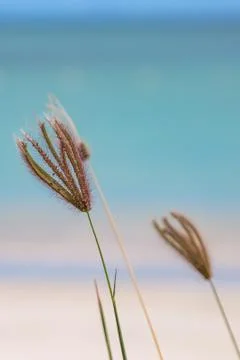 Ornamental Grass Foto stock