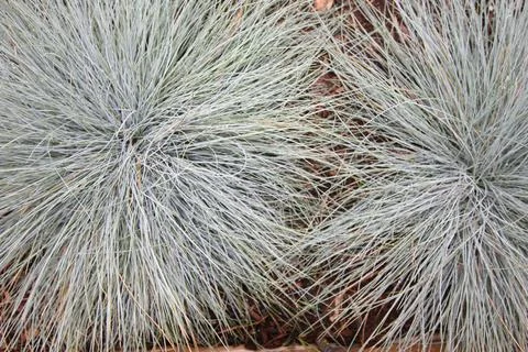 Ornamental Grass Stock Photos