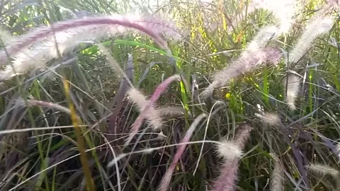 Ornamental grass plants Stock Footage 236019881