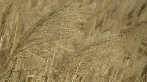 Ornamental grass swaying in the breeze Stock Footage 148651663