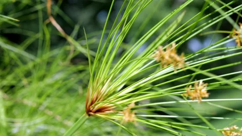 Ornamental grass waves gently in the breeze, with shallow depth of field. Stock Footage 146932408