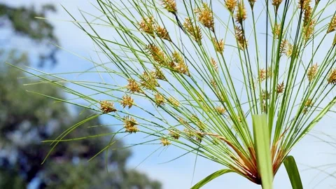 Ornamental grass waves gently in the breeze, with shallow depth of field. Stock Footage 146932435