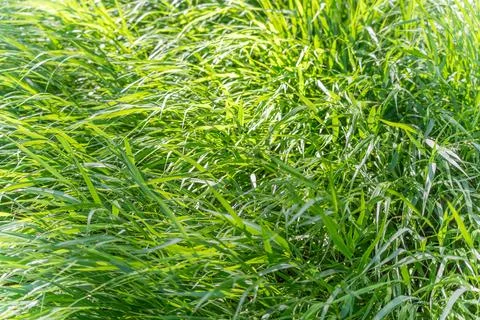 Ornamental Grass in the Wind. Stock Photos