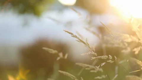 Ornamental grasses swing in the wind. 動画素材 151821622