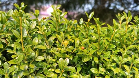 Ornamental green shrub Stock Footage 331953928
