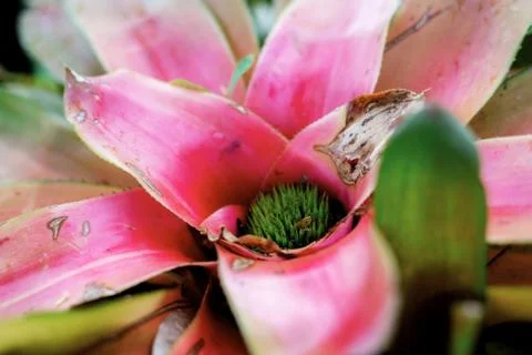 Ornamental is growing of spring. Stock Photos