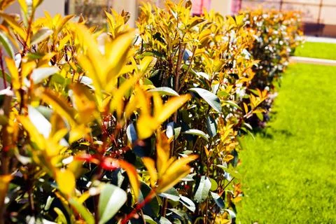 Ornamental hedges Stock Photos