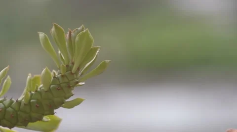 Ornamental Hemp Cactus Stock Footage 49897161