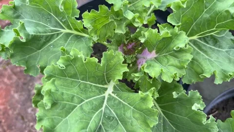 Ornamental kale sprouts flutter in the breeze, decorative cabbage Stock Footage 321153515