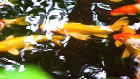 Ornamental Koi Fish Gliding Gracefully Through a Tranquil Summer Pond Stock Footage 333043220