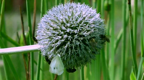 Ornamental leek Stock Footage 780485