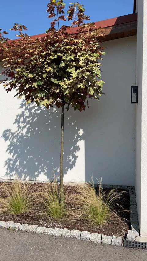 Ornamental maple tree throwing sharp sun shadow on white modern wall Stock Footage 341851235