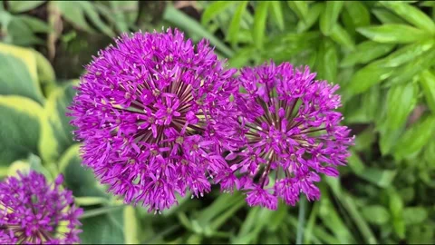 Ornamental onion Allium Stock Footage 335896238