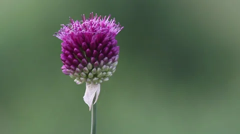 Ornamental Onion 動画素材 35660139