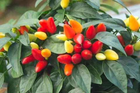 Ornamental Pepper Stock Photos