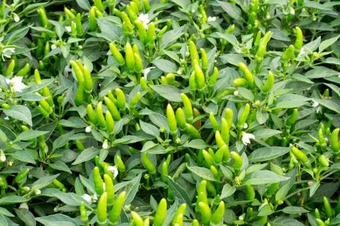 Ornamental Pepper Stock Photos