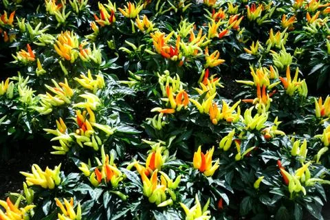 Ornamental Pepper Stock Photos
