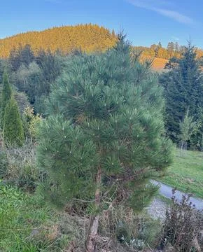 Ornamental pine tree with sunlit forested hills. Stock Photos