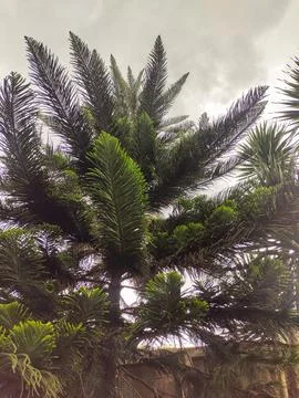 ORNAMENTAL PINE TREES 스톡 사진