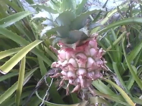 An ornamental pineapple tree is filmed in a small garden, wonderful! Stock Footage 161755366
