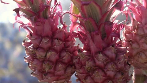 Ornamental pineapples on the wind in slow motion. Видео 92589289