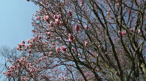Ornamental pink tree Stock Footage 22768550