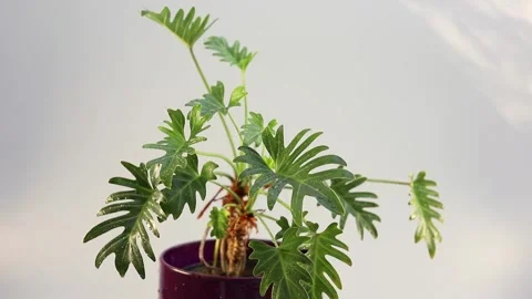 Ornamental plant philodendron split-leaf xanadu closeup 動画素材 254455790