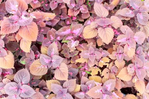 Ornamental plants or coleus Stock Photos