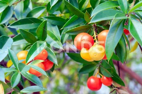 Ornamental plants Stock Photos