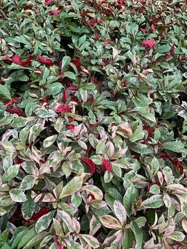 Ornamental Plants Stock Photos