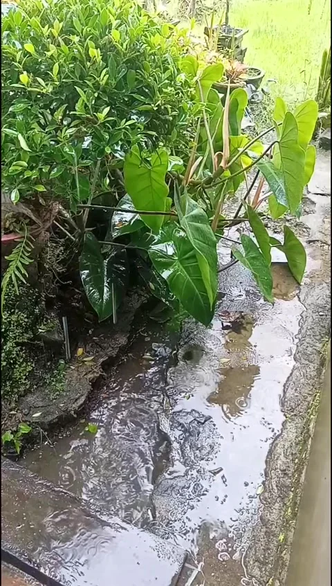 Ornamental plants in the rain Stock Footage 219732378