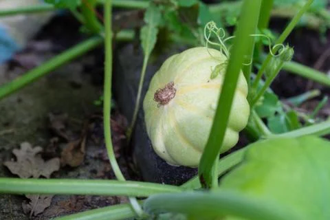 Ornamental pumpkin Stock Photos
