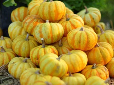 Ornamental pumpkins Stock Photos
