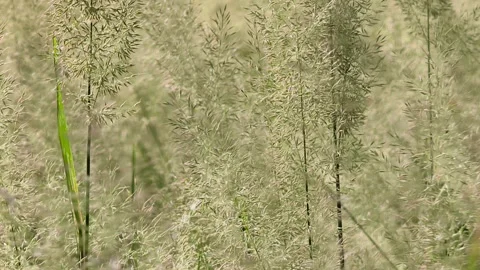 Ornamental reed grass texture in sunlight Stockbeeldmateriaal 347521553